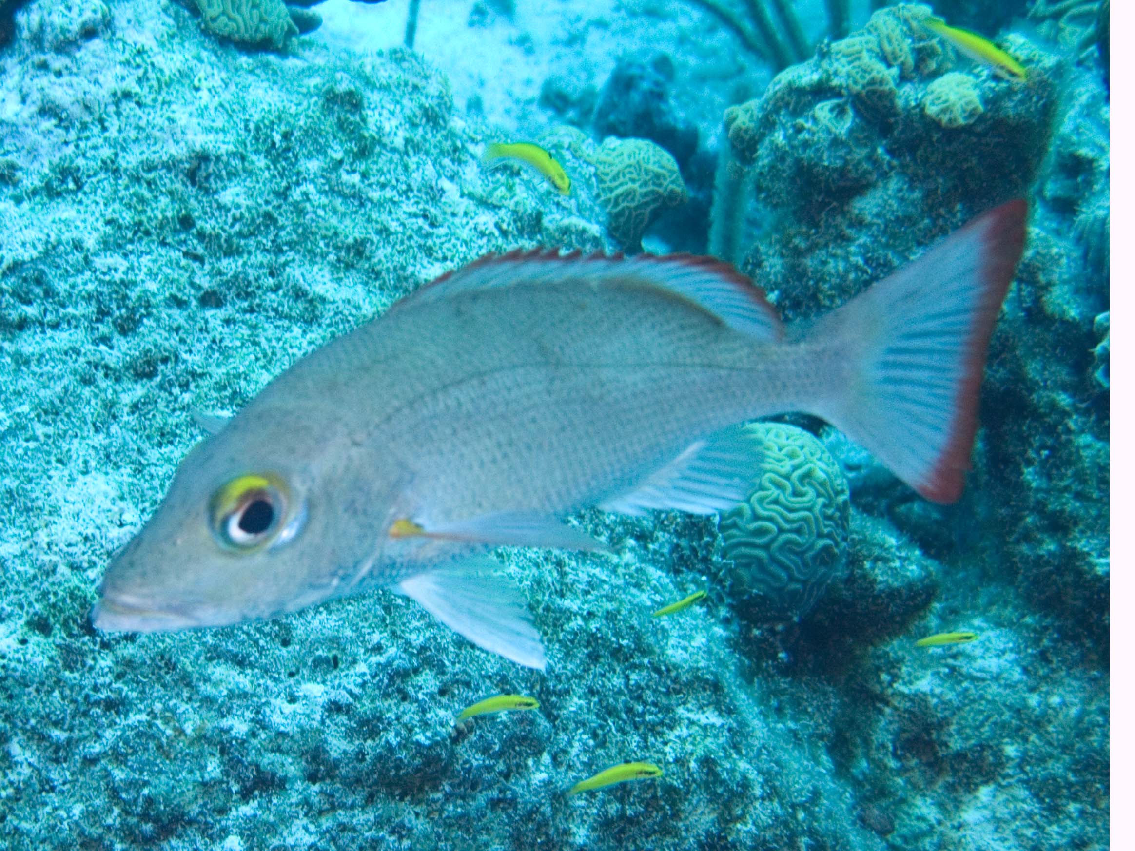 gal/Bonaire 2006/Unknownfish2Cropped5x3.jpg